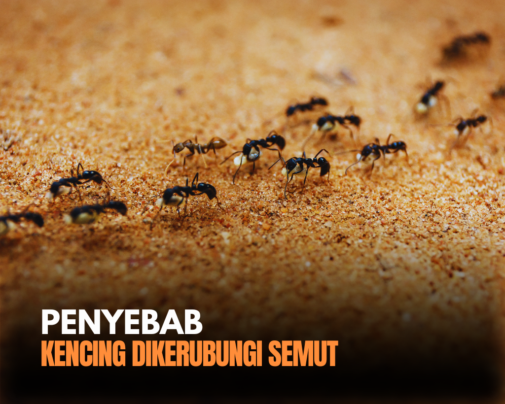 Air Kencing Dikerubungi Semut, Benarkah Tanda Diabetes?