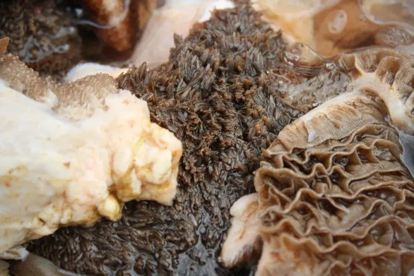 Intensitas Makan Jeroan yang Aman