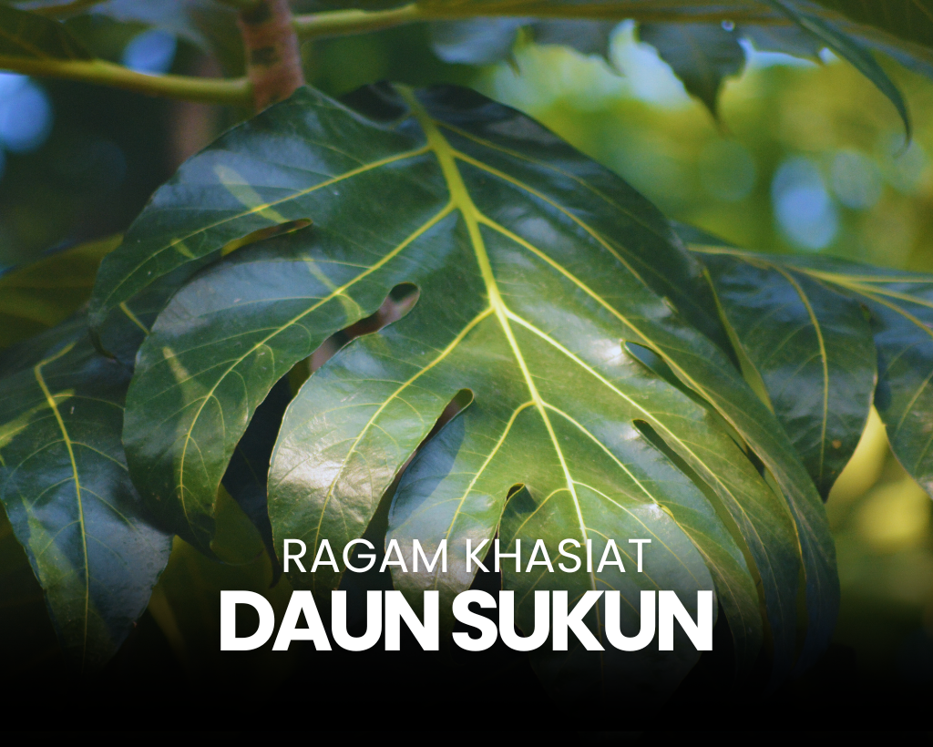 Khasiat Daun Sukun Atasi Kolesterol, Hipertensi, dan Asam Urat