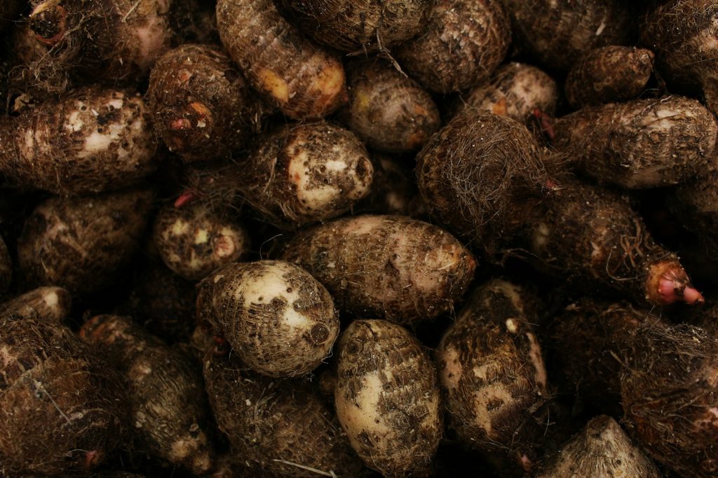 Umbi Kimpul untuk Gula Darah